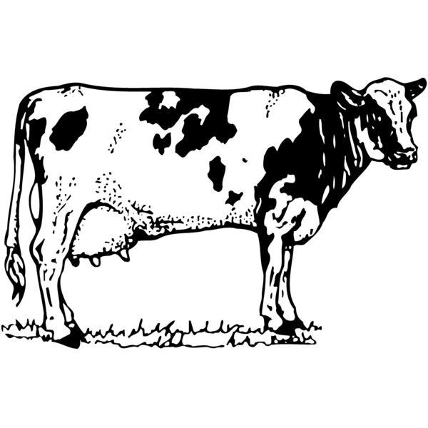 COW026 Thumbnail