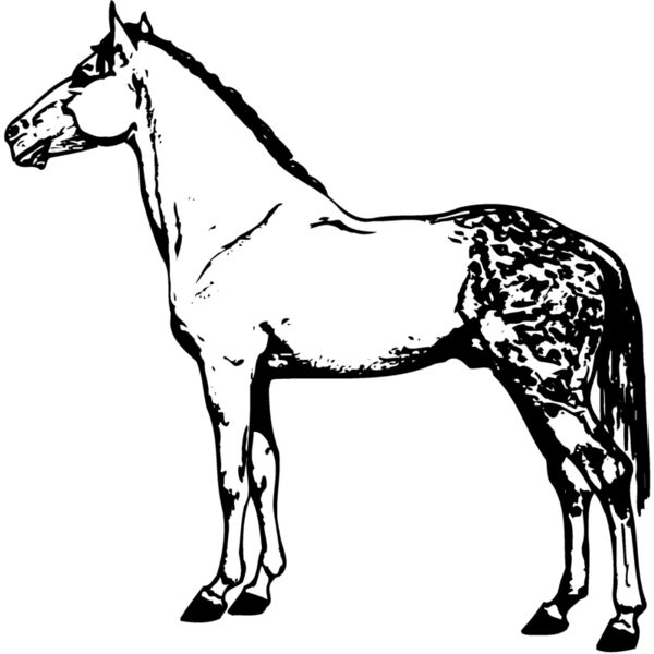 HORSE031 Thumbnail