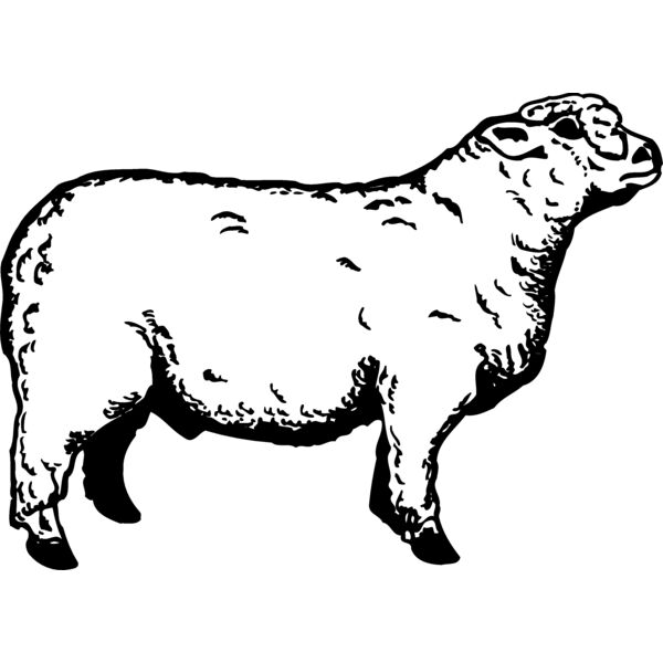 SHEEP011 Thumbnail