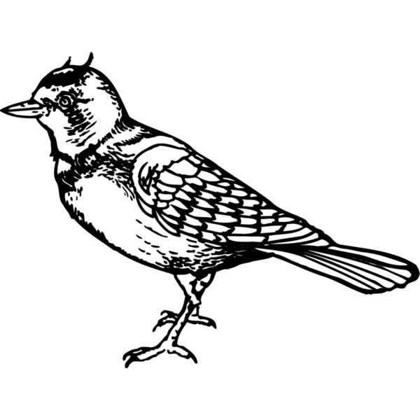 BIRD021 Thumbnail