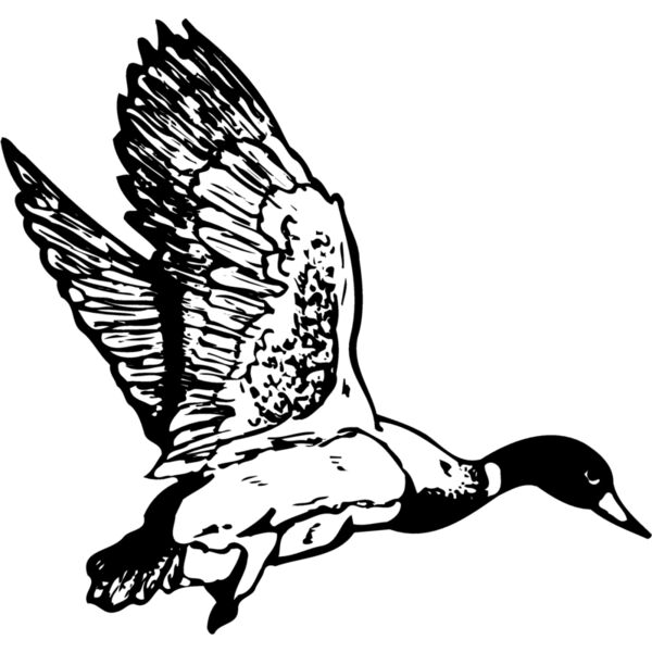 BIRD087 Thumbnail