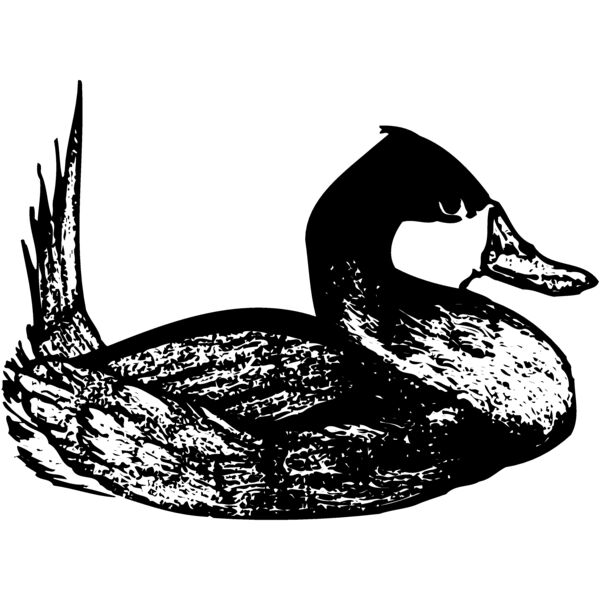 BIRD102 Thumbnail