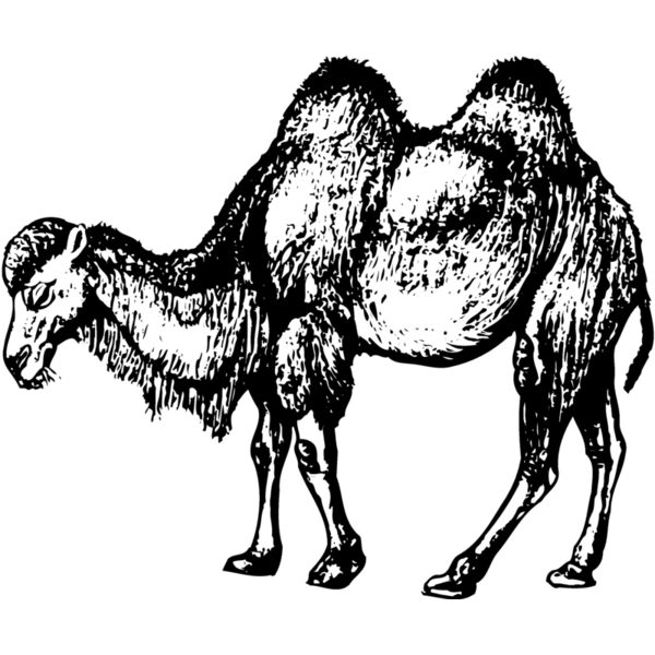 CAMEL002 Thumbnail