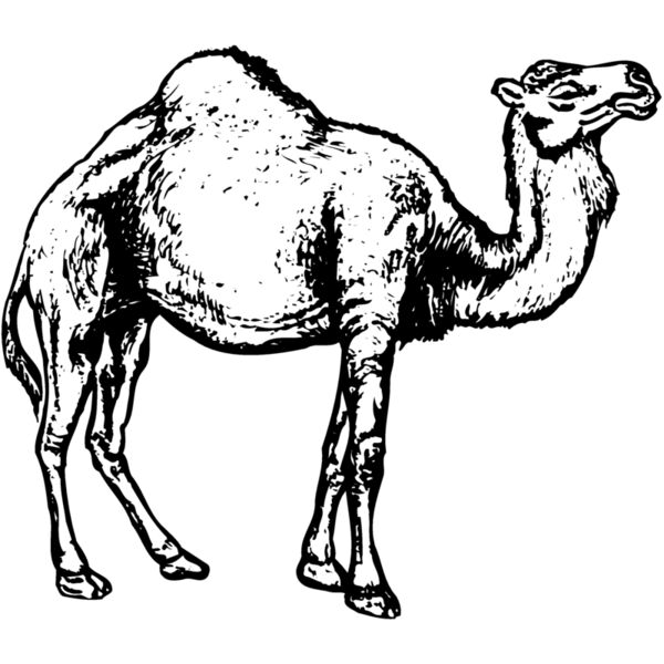 CAMEL004 Thumbnail