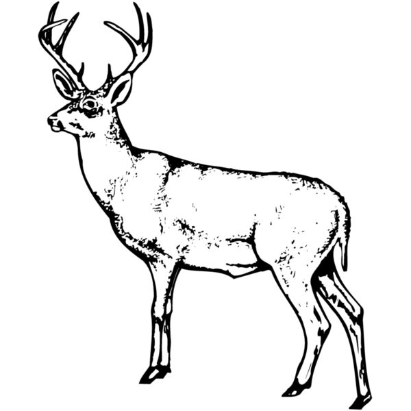 DEER026 Thumbnail