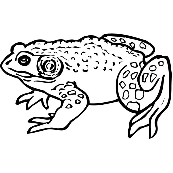 FROG02 Thumbnail